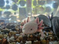 Axolotl - nicht heimisch, aber dennoch ein Hingucker