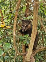 Nasenbär auf Raubzug