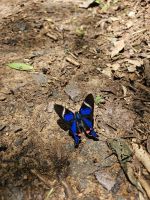 Schmetterlinge überall