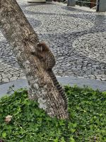 Äffchen auf dem Zuckerhut