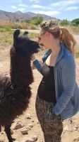 Alpakas streicheln 