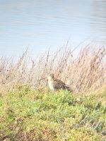 Gefunden! Der Meep-Bird, bekannt für seinen unwiderstehlichen Rhythmus. 