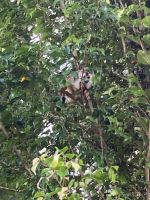 Totenkopfäffchen in Manuel Antonio