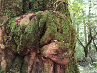 Im (Märchen-)Regenwald