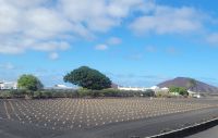 Aloe Vera Farm/Lanzarote/Kanaren
