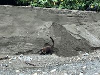 Nasenbär im Corcovado-Nationalpark