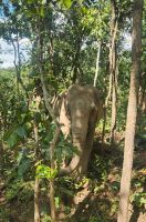 Elefant-Sanctuary-Camp