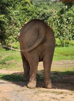 Elefant-Sanctuary-Camp