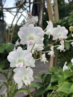 weiße Orchidee Singapur
