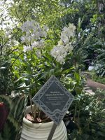 VIP Orchideen-Garten Singapur