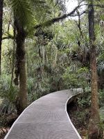 Spaziergang zum Tane Mahuta