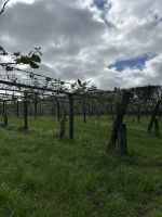 Kiwiplantage Neuseeland