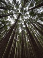 Waitawa Walk im magischen Wald