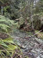 Waitawa Walk im magischen Wald