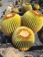 „Jardín de Cactus“, Kakteengarten/Lanzarote/Kanaren