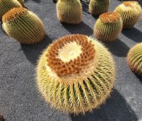 „Jardín de Cactus“, Kakteengarten/Lanzarote/Kanaren