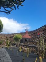 „Jardín de Cactus“, Kakteengarten/Lanzarote/Kanaren