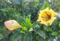 Goldkelch/Hyde Park Lane Hotel/Lanzarote/Kanaren