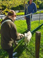 BBQ bei Bernd - Lamm-Fütterung