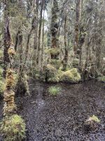 Swamp Forest Walk