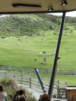 Cheerio beim Schafe eintreiben