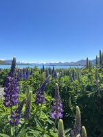 Lupinen am Lake Tekapo
