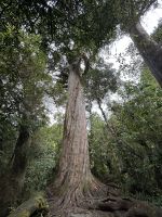 The Big Tree im Peel Forest