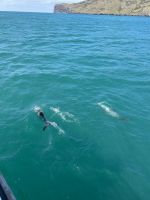 Hector Delfine im Akaroa Harbour