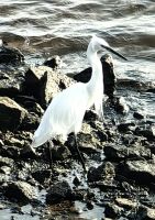 Seidenreiher auf der Insel Agilkia, Philaetempel