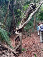 Baumskulptur im Wald vom Pantanal 