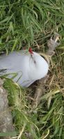 Royal Albatross Center (2)