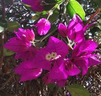 Bougainvilea im Botanischen Garten von Assuan