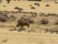 Nashorn am Straßenrand 