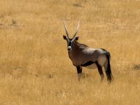 Oryx am Straßenrand