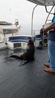 Besucher auf unserem Boot, Walvis Bay