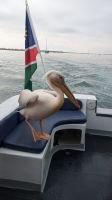 Pelikan Besuch auf unserem Boot, Walvis Bay