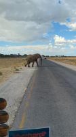 Elefant läuft über die Straße, Etosha Nationalpark