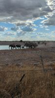 Elefantenherde, Etosha Nationalpark