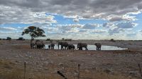 Elefantenherde, Etosha Nationalpark