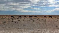 Gnus, Etosha Nationalpark