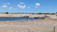 Springböcke und Gnus am Wasserloch, Etosha Nationalpark