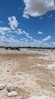 Elefanten und Zebra streiten um das Wasserloch, Etosha Nationalpark