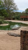 Krokodil Farm Otjiwarongo