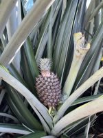 Ananaspflanze