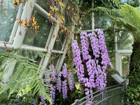 3. Tag: Stadtrundfahrt durch Singapur – Nationaler Orchideengarten im Botanischen Garten