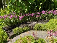 3. Tag: Stadtrundfahrt durch Singapur – Nationaler Orchideengarten im Botanischen Garten