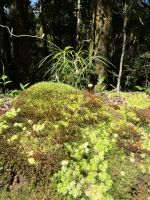 Wanderung Savegre Tal