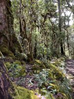 Wanderung im Berg-Eichenwald