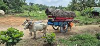 54 Ochsenkarren in Sri Lanka