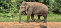 57 Wilder Elefant auf der Strecke